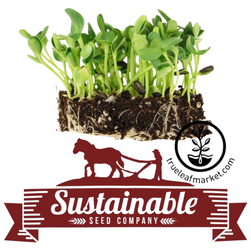True Leaf Market organic black oil sunflower seeds