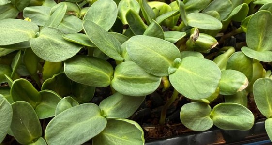 Tray of fresh pea shoots on the grow rack